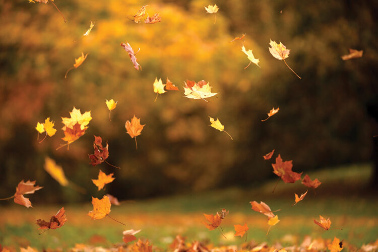 Little Pine Fall Festival to be held Oct. 15